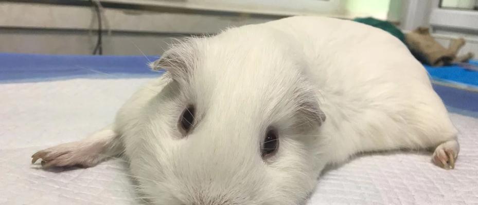 荷兰猪的市场上市时间及养殖周期（探索荷兰猪饲养时间的关键因素）