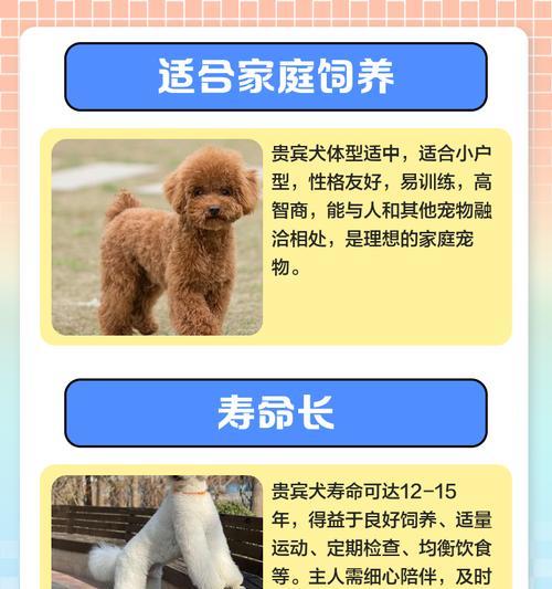 贵宾犬生产周期解析（探究贵宾犬生产周期的长短及影响因素）
