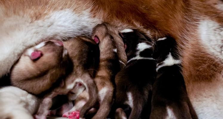 狗配种后多久能洗澡？（洗澡对狗配种的影响及最佳时间选择）