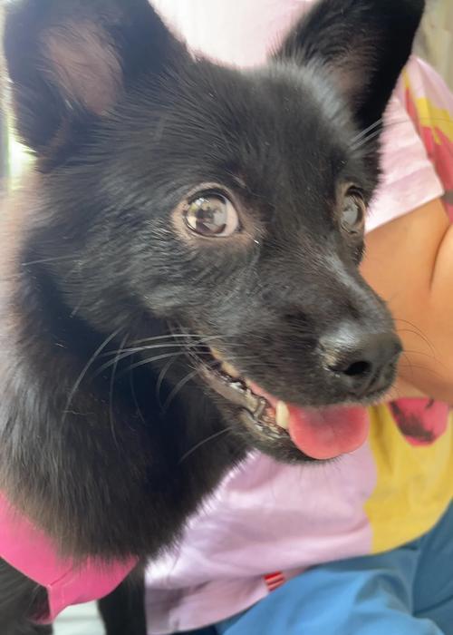 狗狗绝育手术的方法（了解狗狗绝育手术的不同方式及效果）