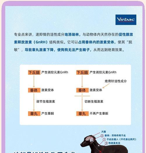 狗狗绝育手术的方法（了解狗狗绝育手术的不同方式及效果）
