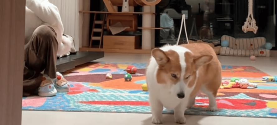 从耸耷到竖立，柯基耳朵的惊人变化（柯基耳朵的成长之路——它们是如何由耸耷变为竖立的？）