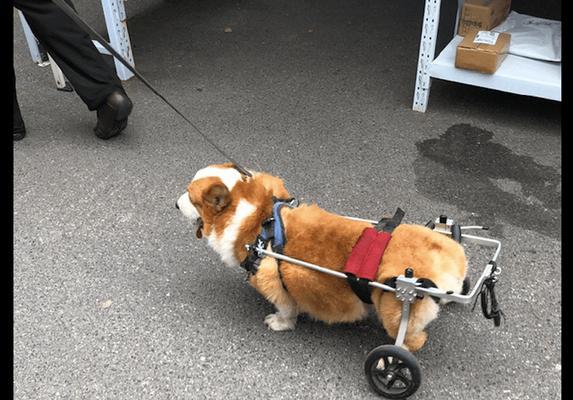 从耸耷到竖立，柯基耳朵的惊人变化（柯基耳朵的成长之路——它们是如何由耸耷变为竖立的？）