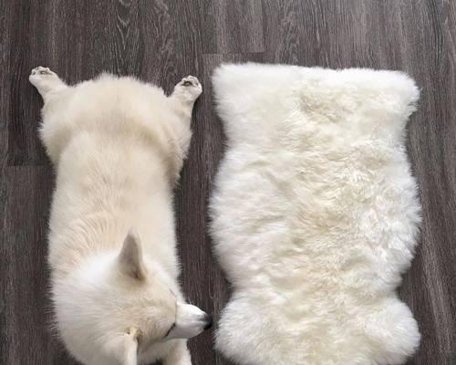 从耸耷到竖立，柯基耳朵的惊人变化（柯基耳朵的成长之路——它们是如何由耸耷变为竖立的？）