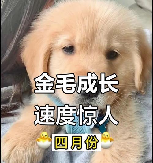 金毛犬公性情转变的时机及原因分析（从幼年到成年）