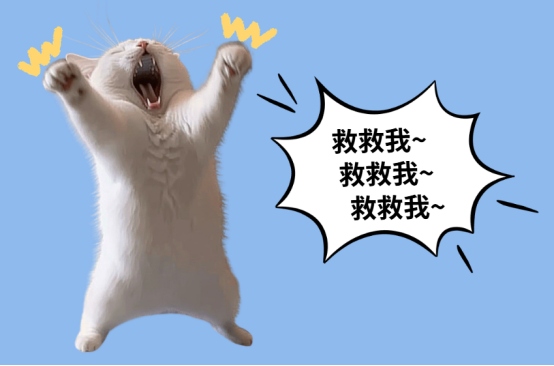 猫咪一直盯着你看