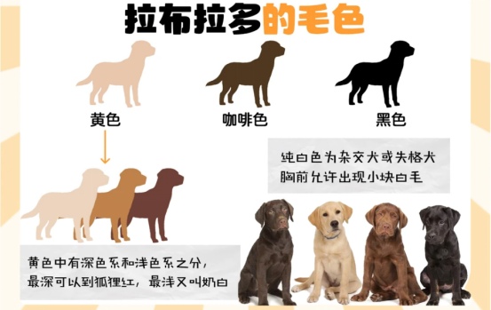 拉布拉多优缺点