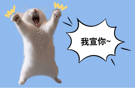 猫咪一直盯着主人