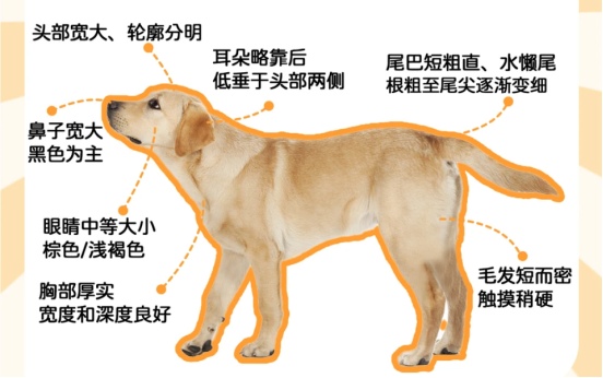 拉布拉多劝退指南