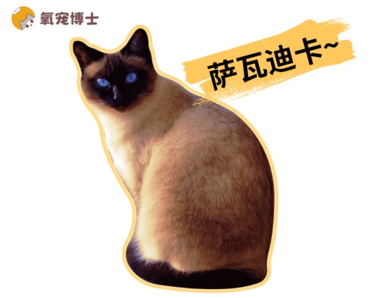 暹罗猫的特点