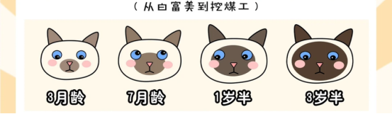 暹罗猫变色