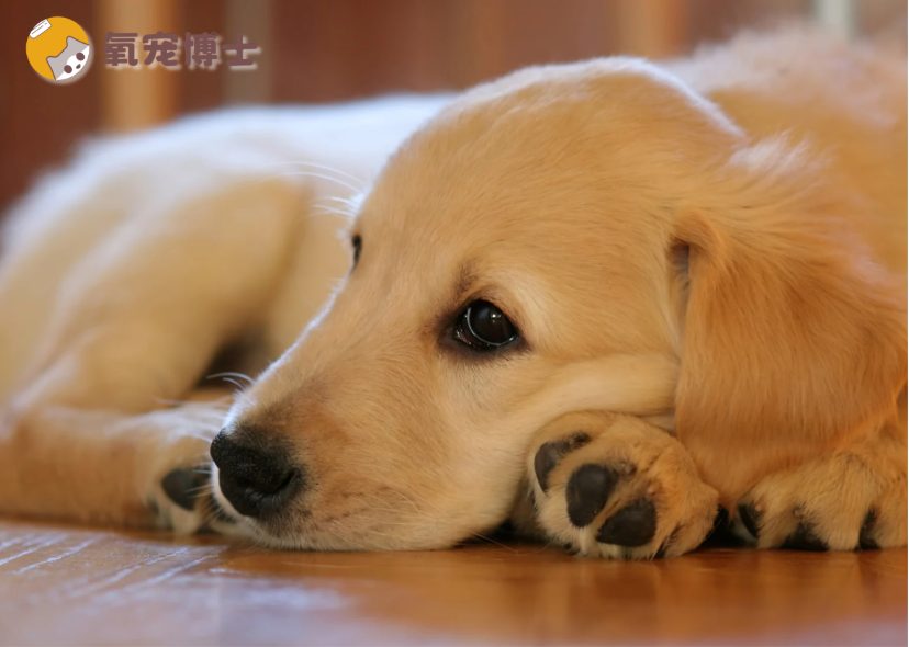 狗狗刚到新家很安静正常吗？