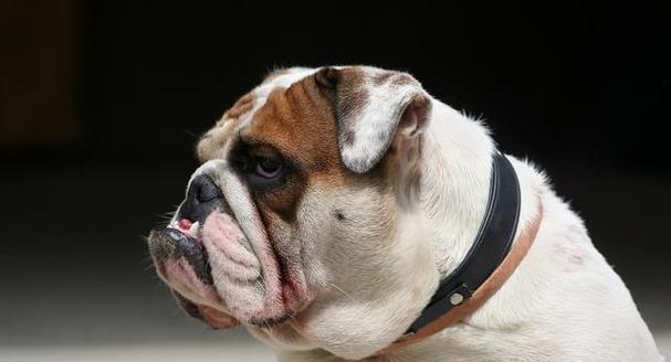 法国斗牛犬的价格之谜（为什么法斗的价格一直这么贵？）