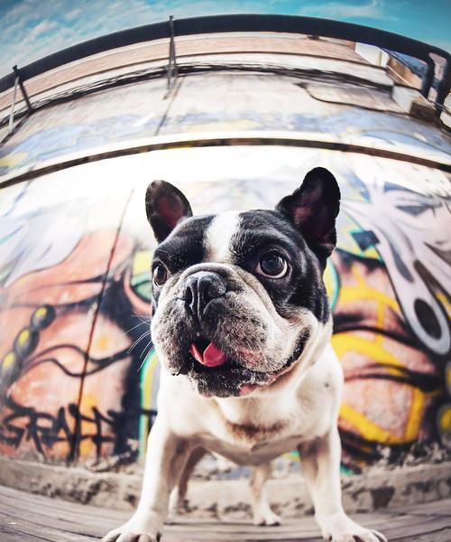 法国斗牛犬的价格之谜（为什么法斗的价格一直这么贵？）