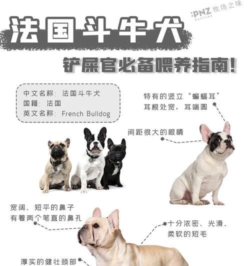 法国斗牛犬的价格之谜（为什么法斗的价格一直这么贵？）