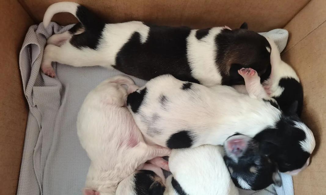 母狗绝育后的恢复情况（了解母狗绝育手术及恢复时间，让你放心养宠物）