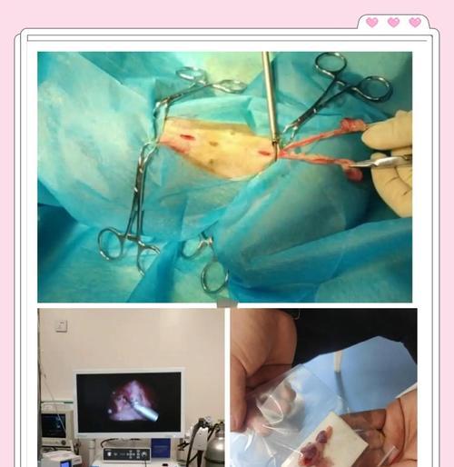 母狗绝育后的恢复情况（了解母狗绝育手术及恢复时间，让你放心养宠物）