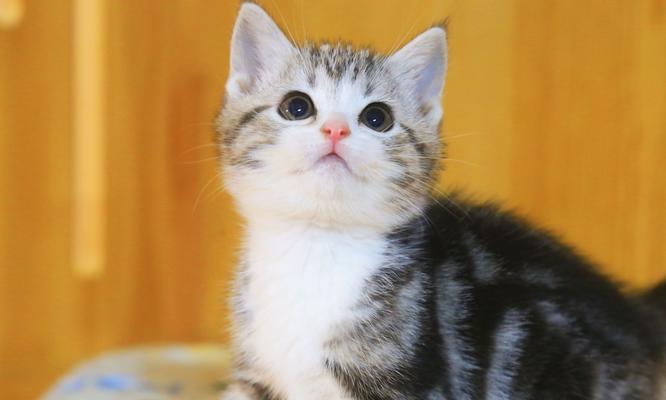 美短驱虫频率解析（了解美短驱虫周期及注意事项，助力宠物健康）