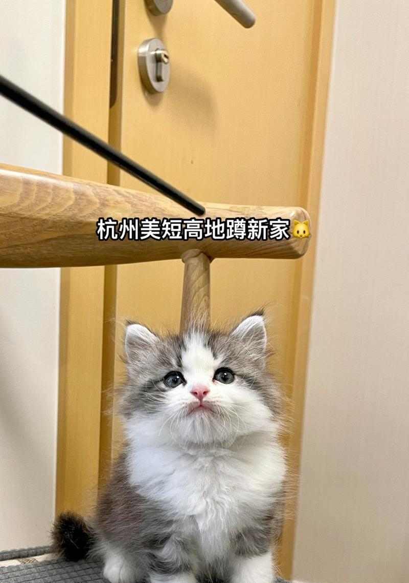 美短驱虫频率解析（了解美短驱虫周期及注意事项，助力宠物健康）