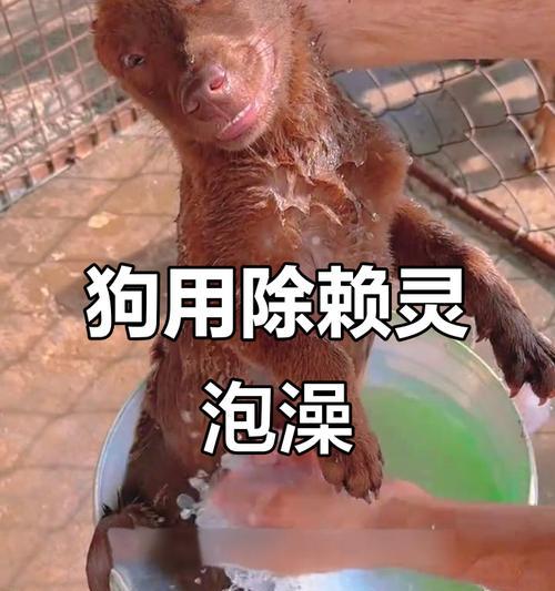 狗狗药浴的时间与效果分析（探究狗狗药浴能在多长时间内见效，）