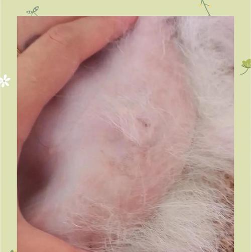 狗狗药浴的时间与效果分析（探究狗狗药浴能在多长时间内见效，）