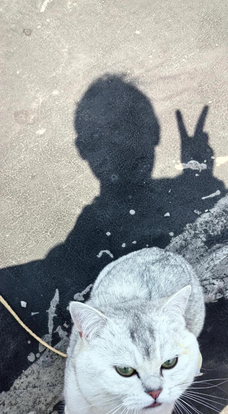 小猫咪晒太阳的最佳时间和时长（充足阳光照射对小猫咪健康的重要性）