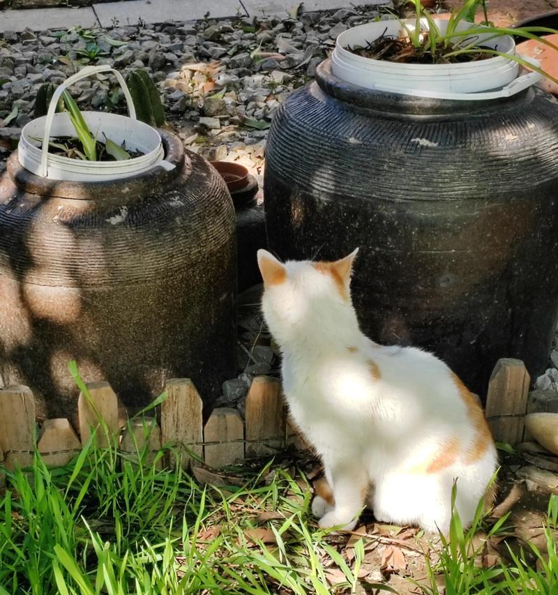 小猫咪晒太阳的最佳时间和时长（充足阳光照射对小猫咪健康的重要性）