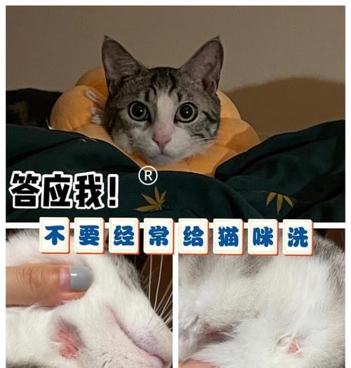 猫咪洗澡的时间和方法（了解猫咪洗澡的最佳时间和正确的洗澡方法）