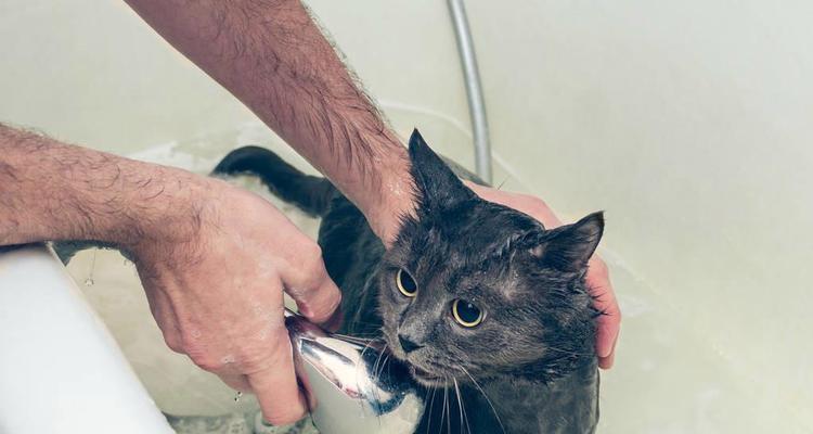 猫咪洗澡的时间和方法（了解猫咪洗澡的最佳时间和正确的洗澡方法）