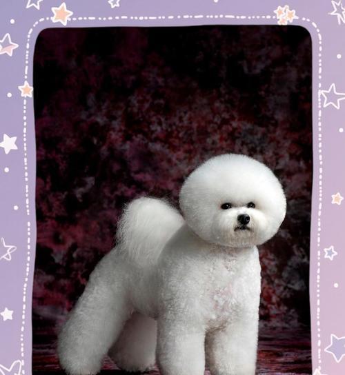 比熊犬的饲养指南（从幼犬到老年犬，如何科学照顾你的比熊宝贝）