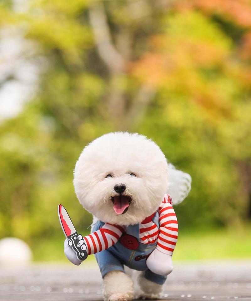 比熊犬的饲养指南（从幼犬到老年犬，如何科学照顾你的比熊宝贝）