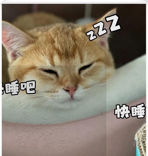 小猫喂奶频率及注意事项（了解小猫喂奶的时间间隔和喂养技巧）