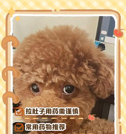 泰迪腹泻急救指南（以泰迪拉稀怎么办最有效）