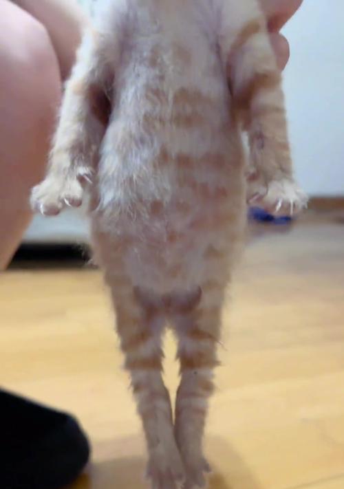 小猫喂奶频率及注意事项（了解小猫喂奶的时间间隔和喂养技巧）