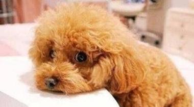 泰迪腹泻急救指南（以泰迪拉稀怎么办最有效）