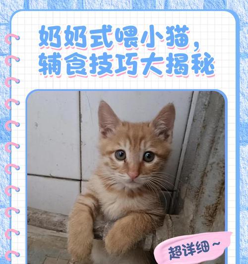 小猫喂奶频率及注意事项（了解小猫喂奶的时间间隔和喂养技巧）