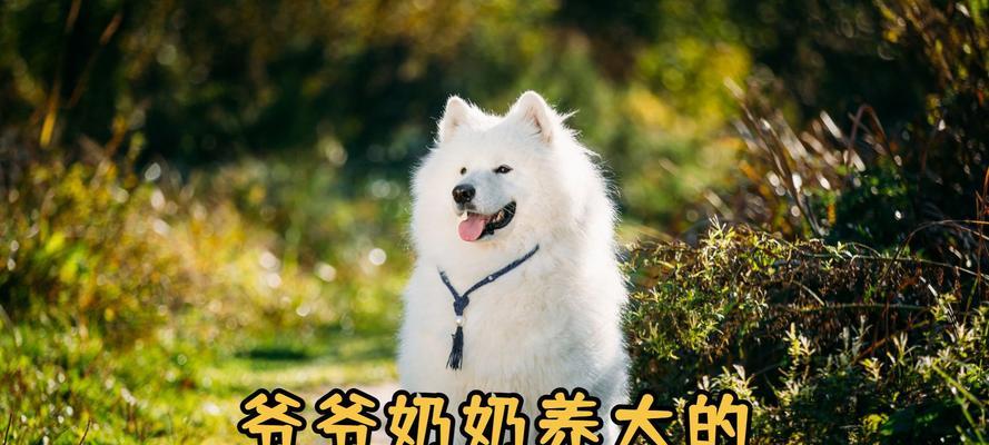 萨摩耶成犬需要多长时间？（探究萨摩耶狗狗的成长周期及关键因素）
