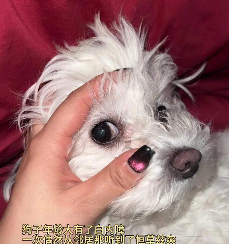 狗白内障的症状及早期诊断（掌握早期症状做好疾病防控）