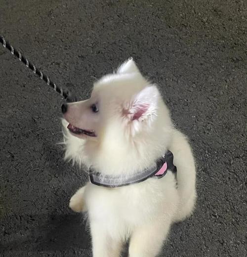 萨摩耶成犬需要多长时间？（探究萨摩耶狗狗的成长周期及关键因素）