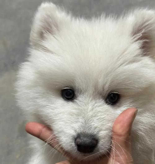 萨摩耶成犬需要多长时间？（探究萨摩耶狗狗的成长周期及关键因素）