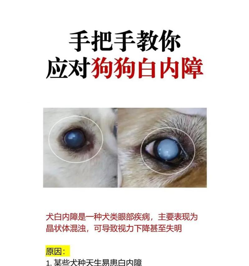 狗白内障的症状及早期诊断（掌握早期症状做好疾病防控）