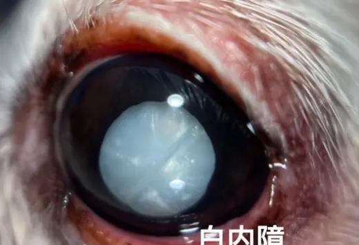 狗白内障的症状及早期诊断（掌握早期症状做好疾病防控）