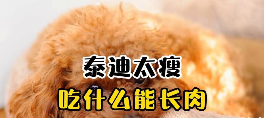 三个月泰迪的饮食指南（了解适合三个月泰迪的食物和禁忌）