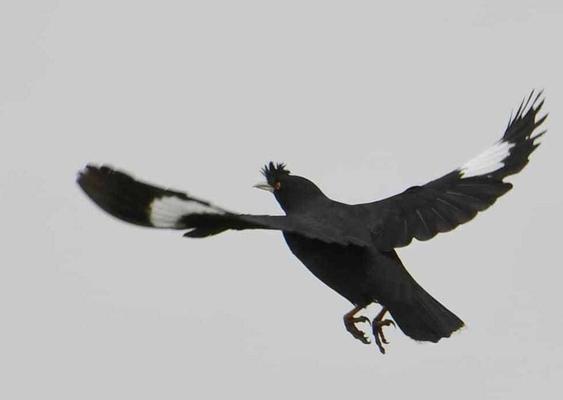 教八哥说话的训练方法——捻舌的有效性与技巧（探索教八哥说话的训练方法，重点探讨捻舌的有效性和技巧）