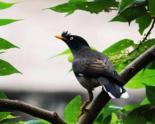 教八哥说话的训练方法——捻舌的有效性与技巧（探索教八哥说话的训练方法，重点探讨捻舌的有效性和技巧）