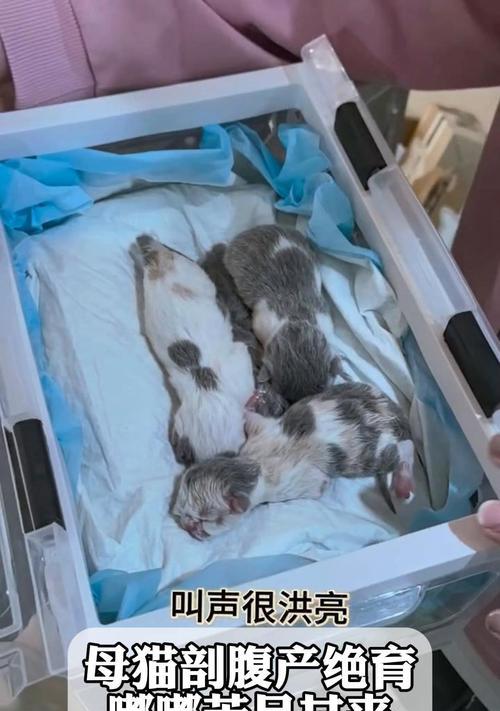 母猫生产的时间和过程（了解母猫生产的时间和过程，帮助您关心和照顾猫咪健康）