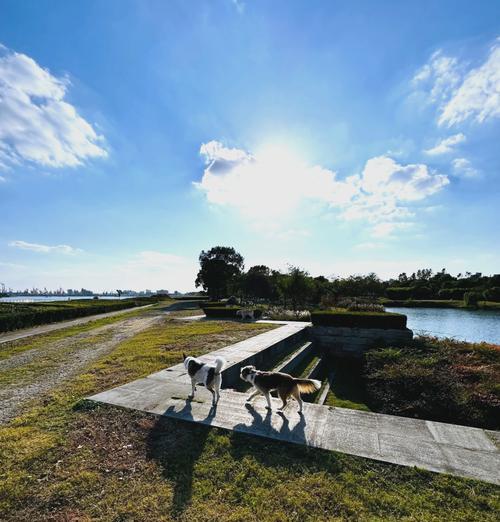 上海公园遛狗好去处推荐（探索上海城市中的狗友乐园，与爱宠共享美好时光）