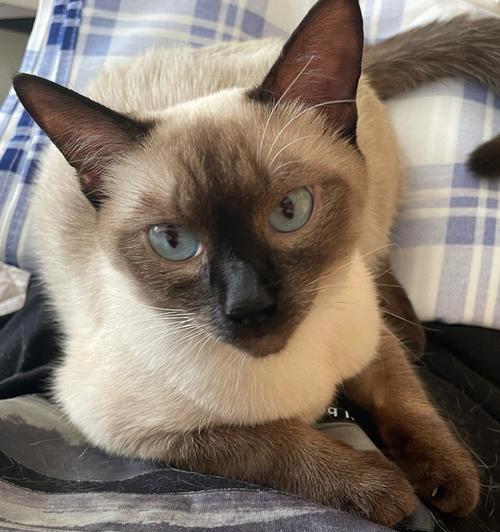 探秘暹罗猫（了解暹罗猫的优点与缺陷，为它们的魅力多一份理解与关爱）