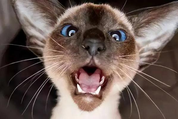 探秘暹罗猫（了解暹罗猫的优点与缺陷，为它们的魅力多一份理解与关爱）