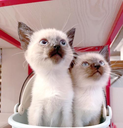 探秘暹罗猫（了解暹罗猫的优点与缺陷，为它们的魅力多一份理解与关爱）